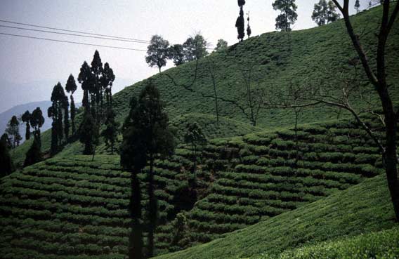 Teeplantage bei Darjiling - Bildnachweis: Wikipedia, Benutzer: Hph